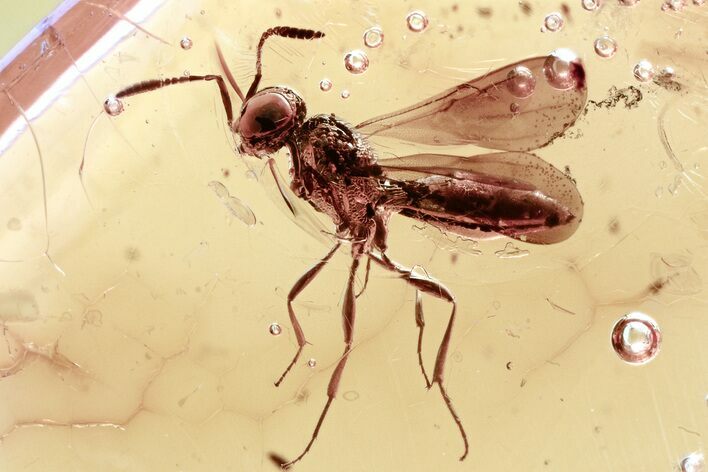 Detailed Fossil Parasitoid Wasp (Scelionidae) in Baltic Amber #321887